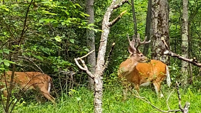 31233621 Essex Rd, Tobyhanna, PA 18466