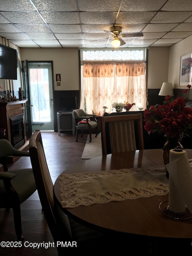 dining area with a drop ceiling, hardwood / wood-style flooring, and ceiling fan