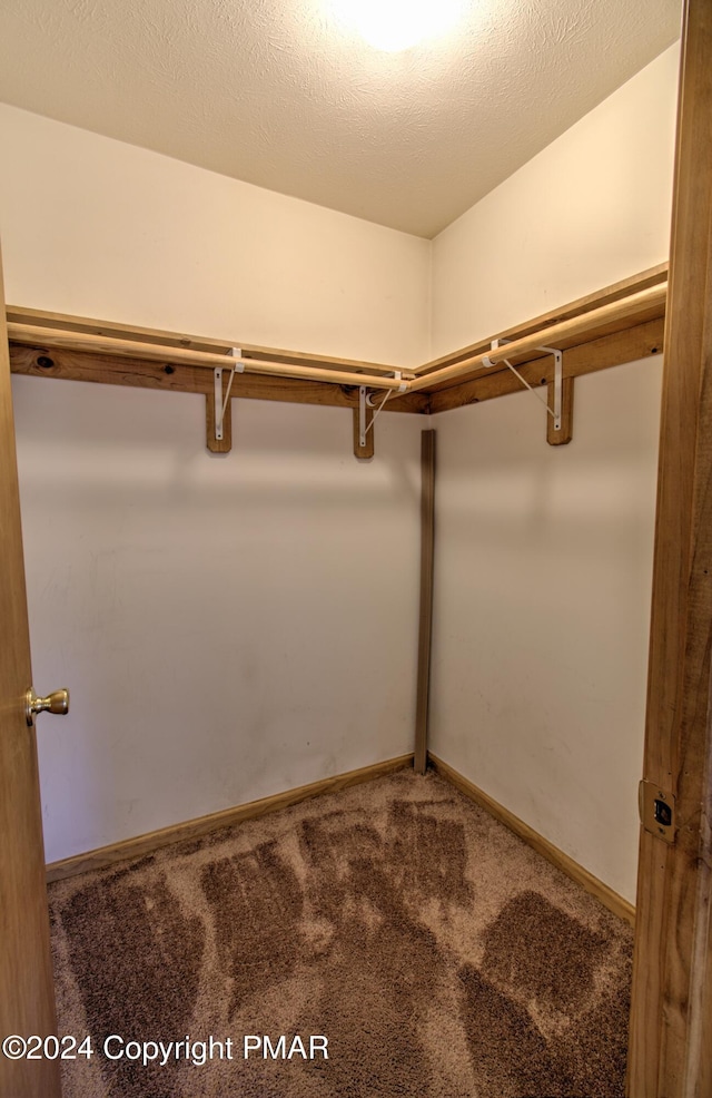 walk in closet with carpet floors