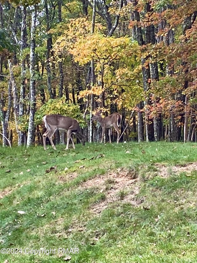 view of local wilderness featuring a forest view