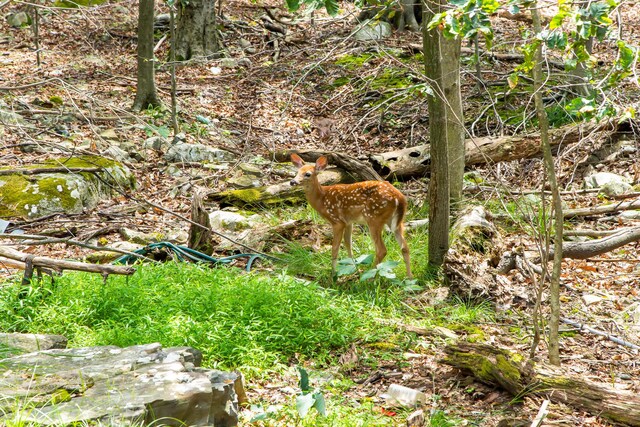 view of local wilderness