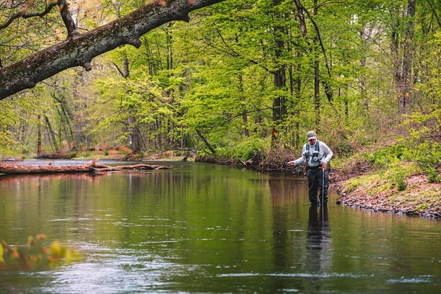 water view featuring a forest