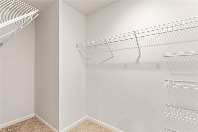 spacious closet featuring carpet