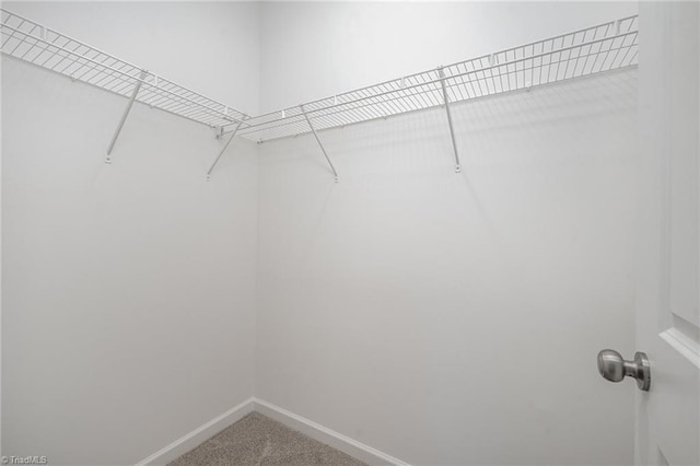 spacious closet featuring carpet flooring