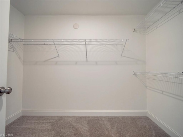 spacious closet featuring carpet