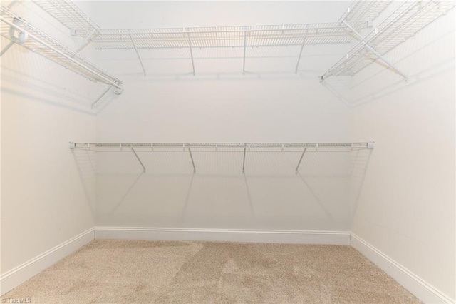 walk in closet featuring carpet floors