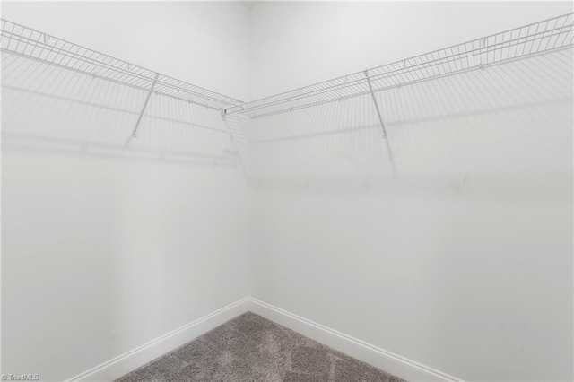 7028 Westfield Village Cir, Summerfield, NC 27358 - walk in closet with carpet floors
