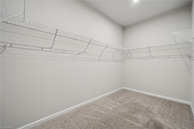 spacious closet featuring carpet flooring