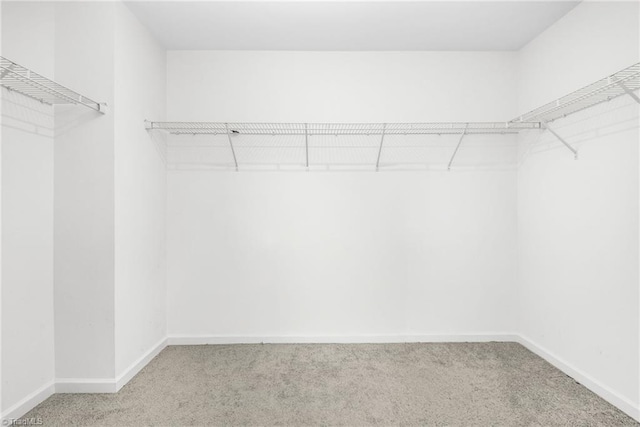 walk in closet with carpet