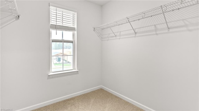 walk in closet with carpet flooring