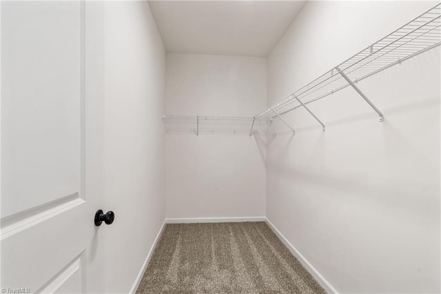 walk in closet featuring carpet