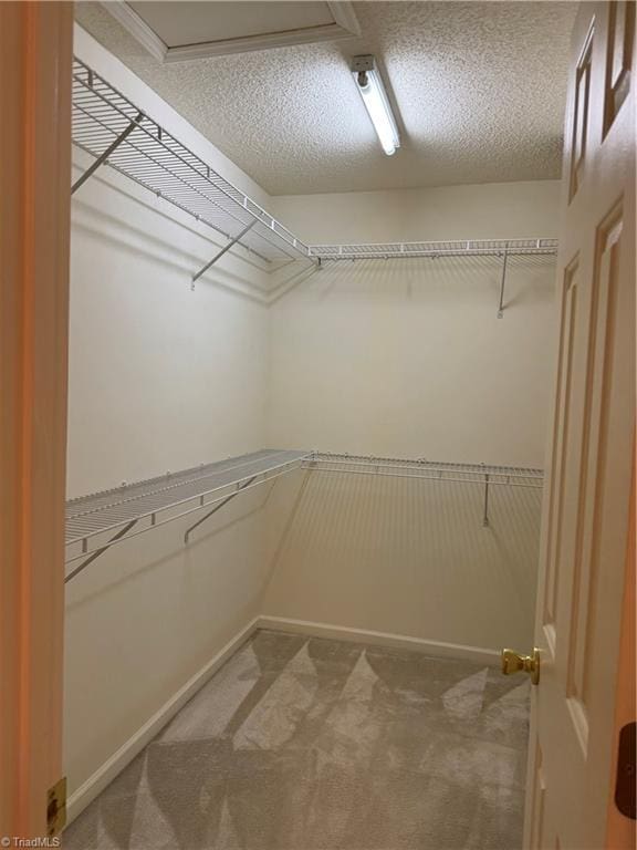 walk in closet featuring carpet flooring