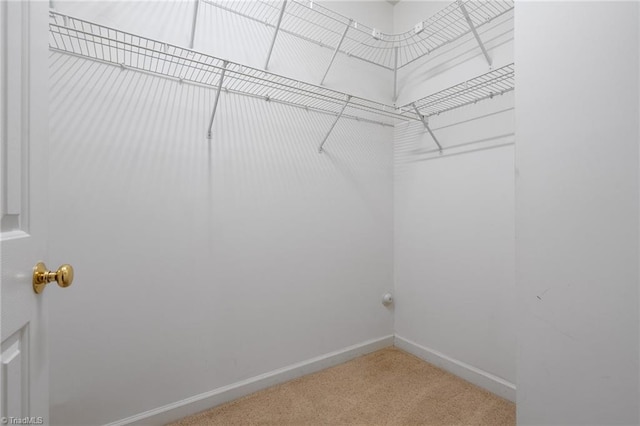 walk in closet featuring carpet floors