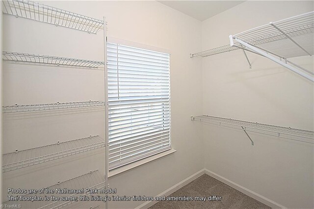 spacious closet featuring carpet