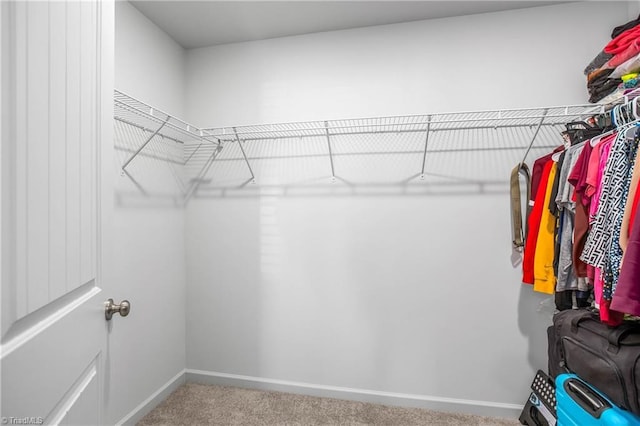 walk in closet with carpet flooring