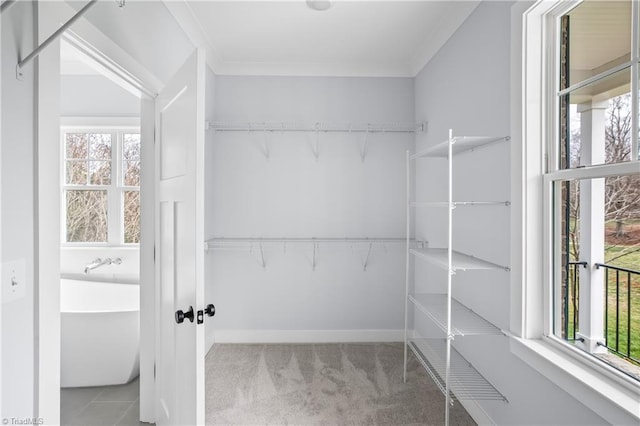 spacious closet with carpet