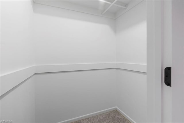 spacious closet featuring carpet floors