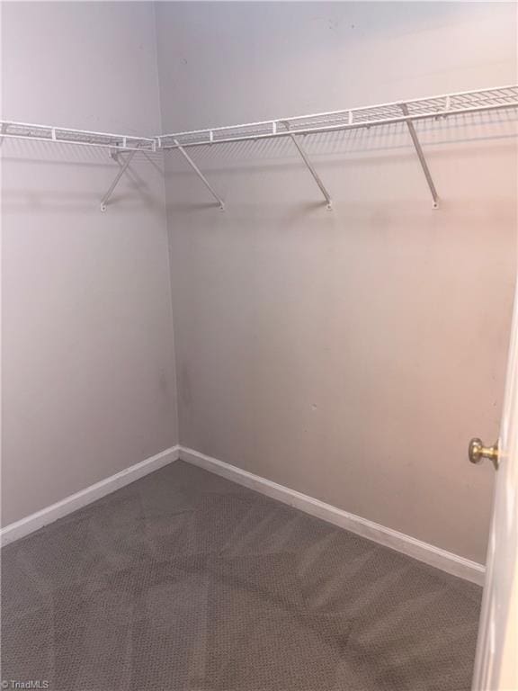 walk in closet featuring carpet floors