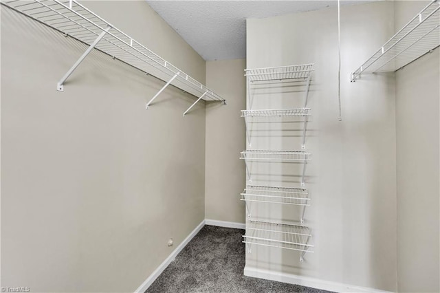 walk in closet featuring carpet floors