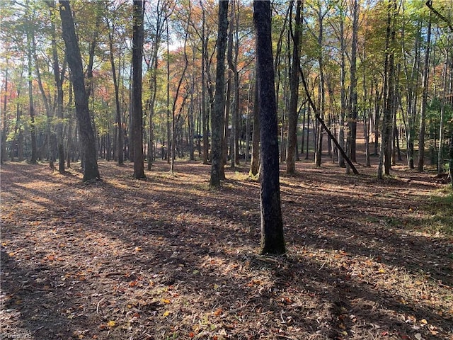 view of local wilderness