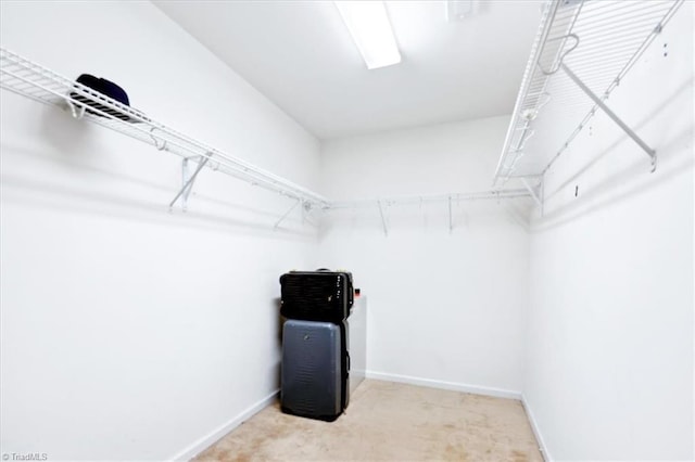 walk in closet featuring light colored carpet