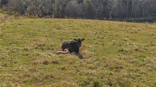 000 Austin Traphill Rd, Traphill, NC 28685