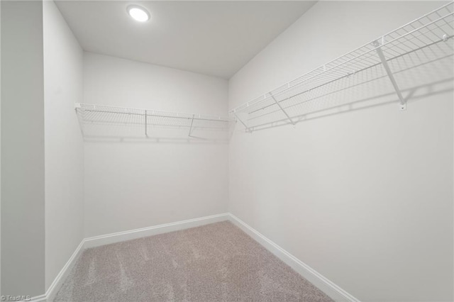 spacious closet featuring carpet