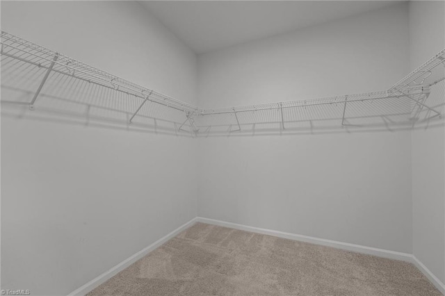 spacious closet featuring light colored carpet
