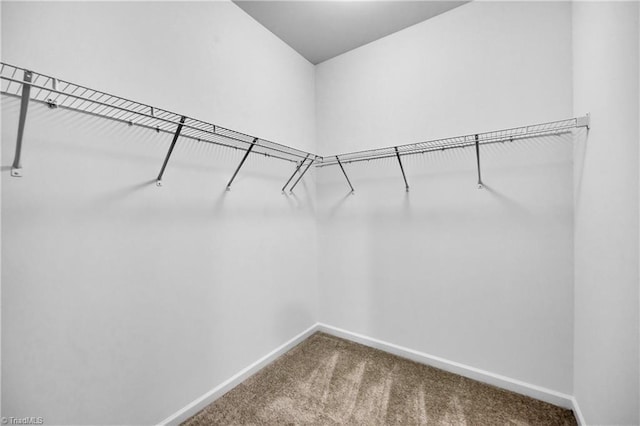 spacious closet featuring carpet floors