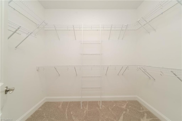 walk in closet featuring carpet flooring