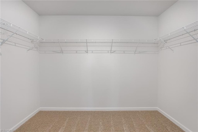 walk in closet with carpet flooring