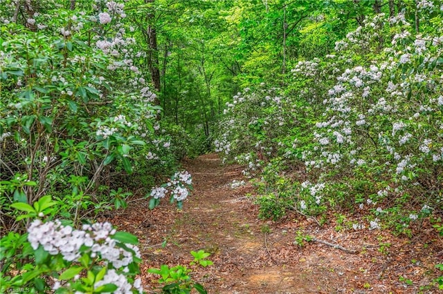 view of local wilderness