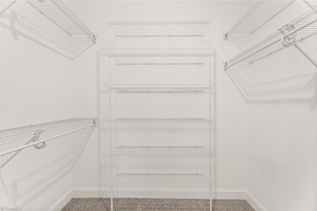 spacious closet featuring carpet