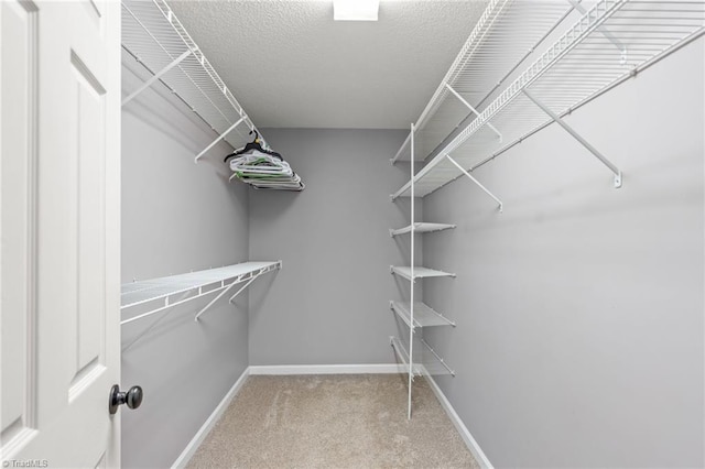 walk in closet with carpet floors