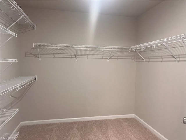 spacious closet featuring carpet flooring