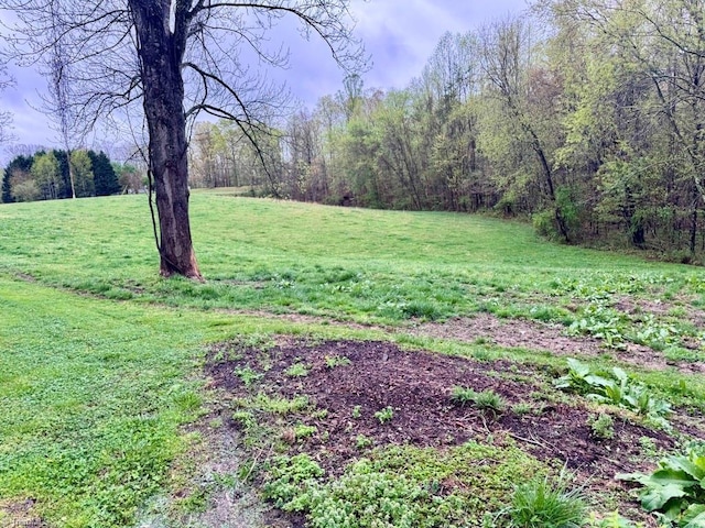 431 Needham Rd, Pilot Mountain, NC 27041 - view of grassy yard featuring a forest view