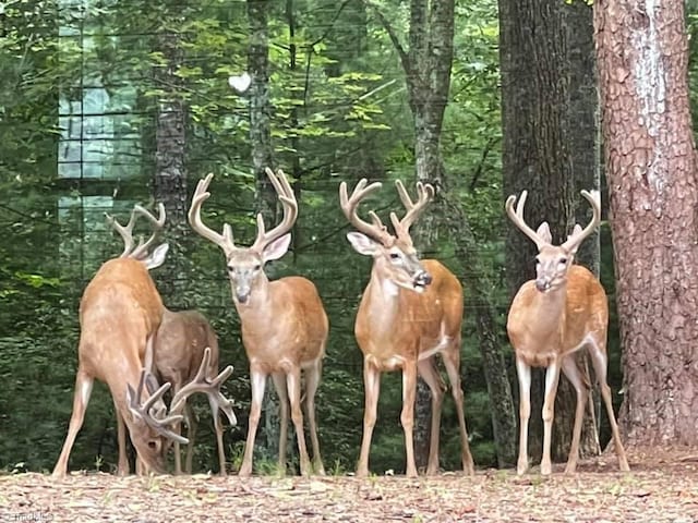 LOT82TBD Mcintosh Dr, Lowgap, NC 27024