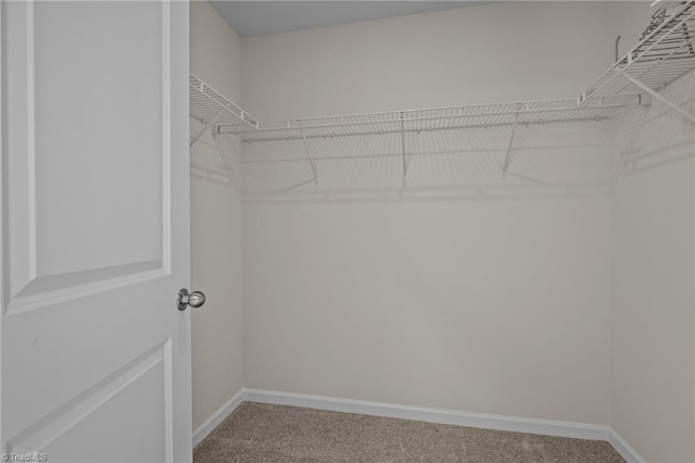 spacious closet featuring carpet flooring