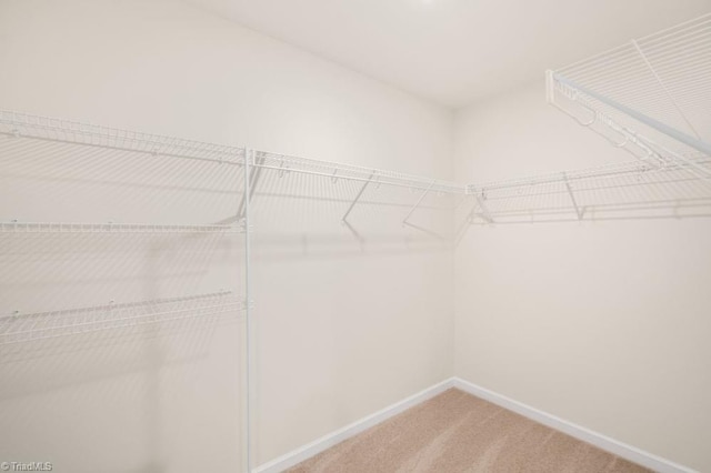 walk in closet with carpet floors