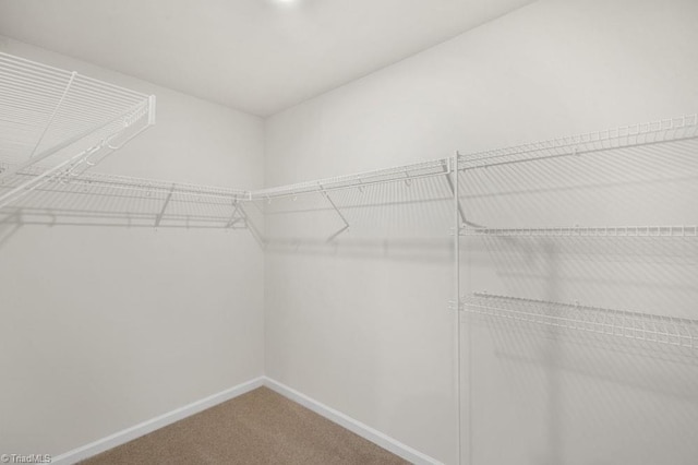 walk in closet featuring carpet flooring