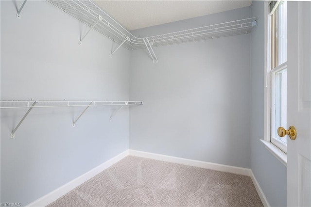 spacious closet featuring carpet