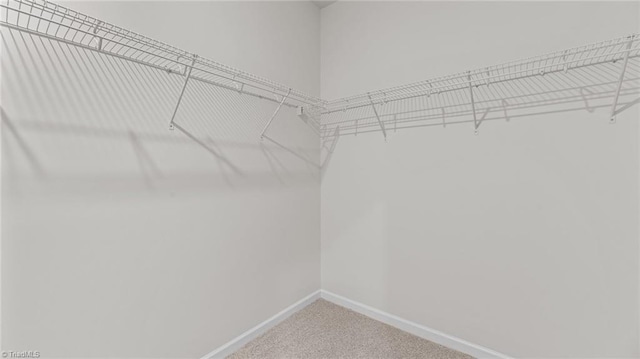 walk in closet featuring carpet