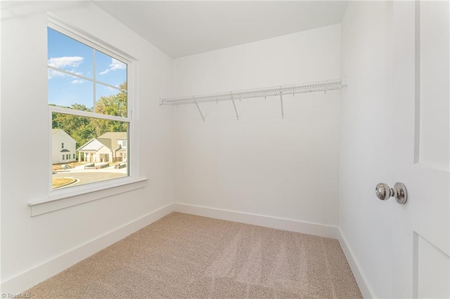 spacious closet featuring carpet flooring