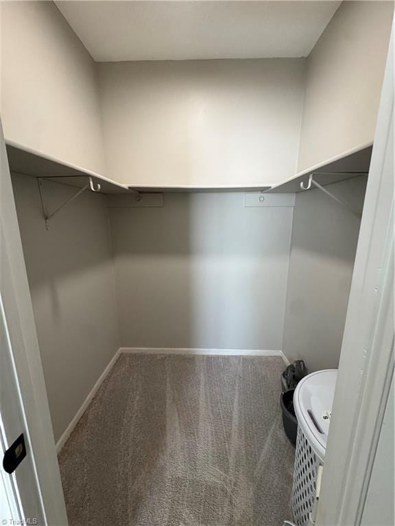 spacious closet featuring carpet flooring