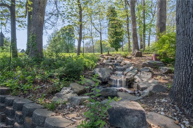view of local wilderness
