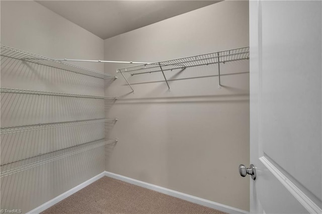 spacious closet featuring carpet floors