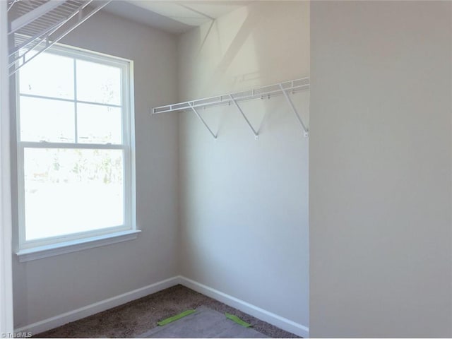 walk in closet with carpet floors