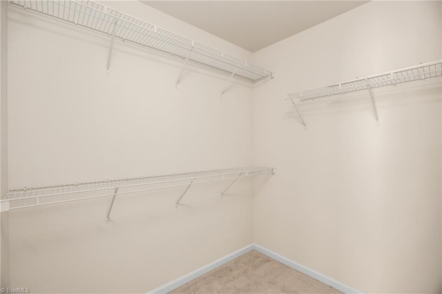 spacious closet featuring carpet