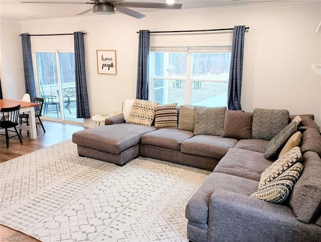 living room with ceiling fan, plenty of natural light, wood finished floors, and ornamental molding