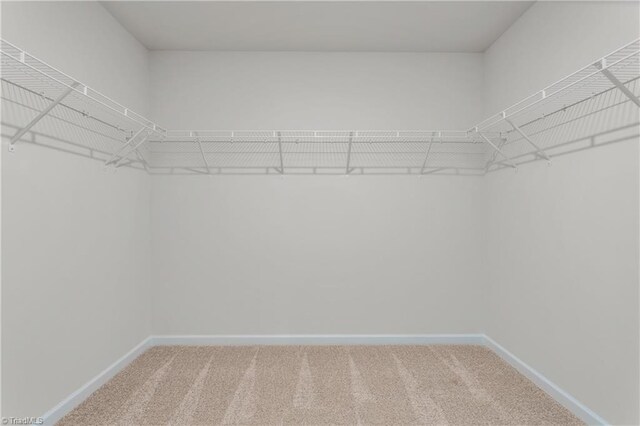 spacious closet with carpet flooring